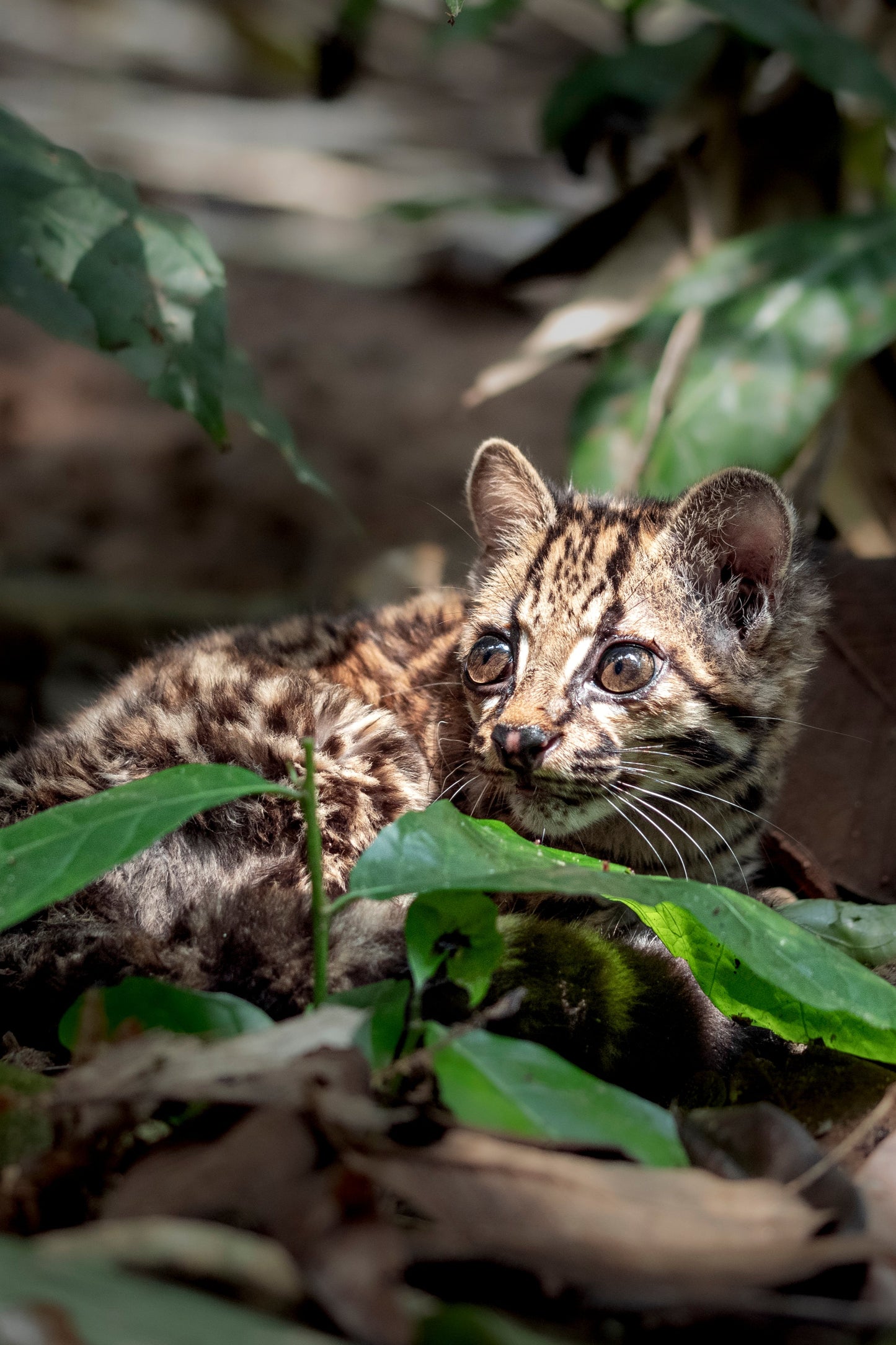KIRA Knotted One-Piece