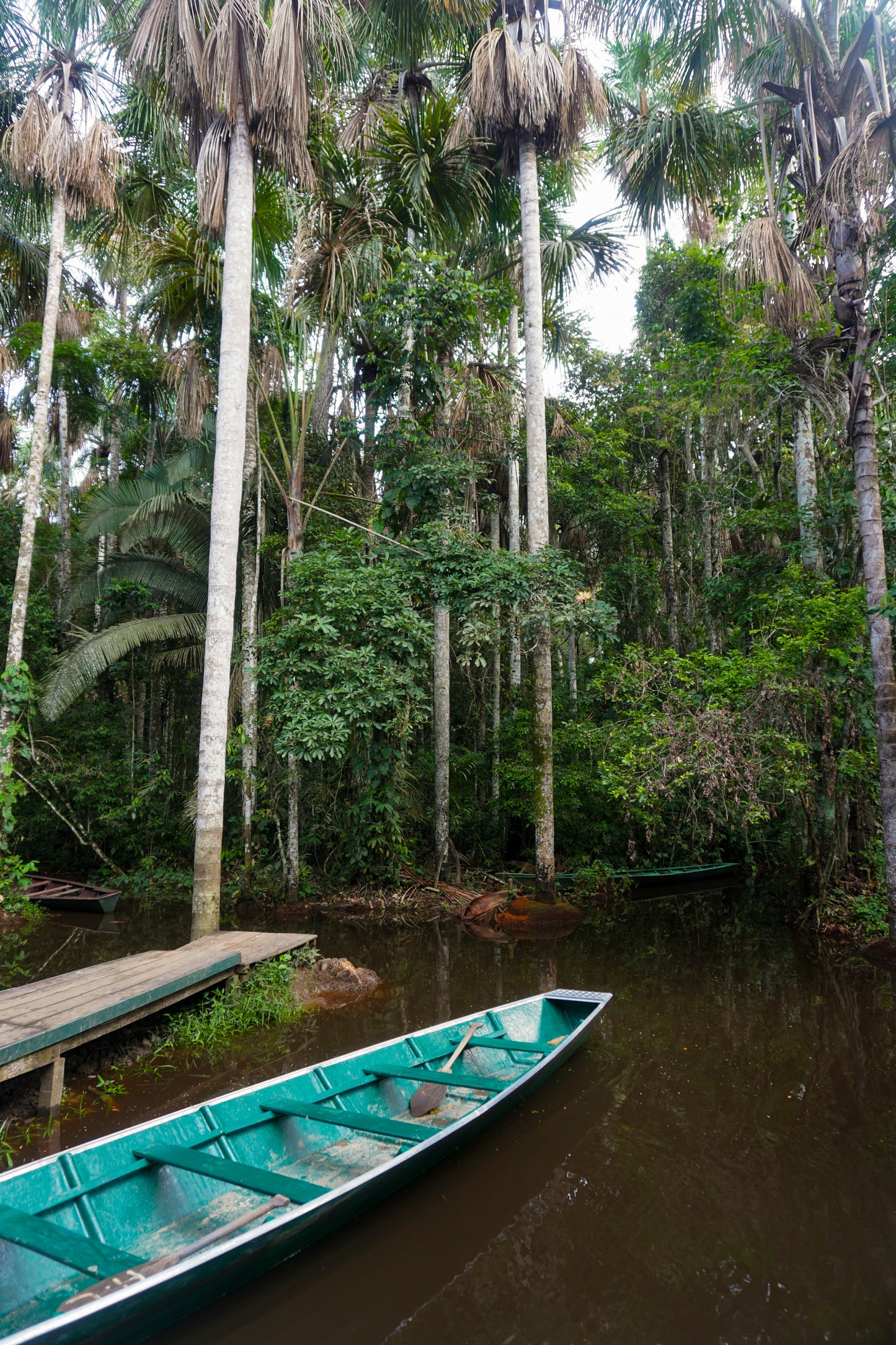 JUNGLE BOY - Reversible Swim Short